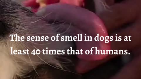 The sense of smell in dogs