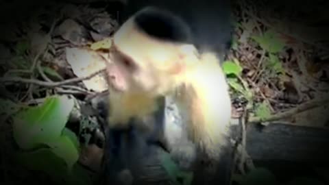 How eating monkeys