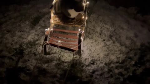 Cat Goes on Twinkling Sleigh Ride