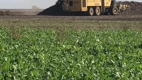 Sugar beet churning