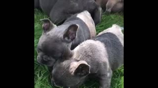 French Bulldog puppies play with their mother