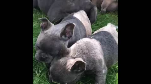 French Bulldog puppies play with their mother