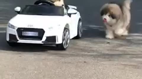 Cute funny puppies