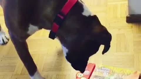 Curious dog has mind blown by children's audio book