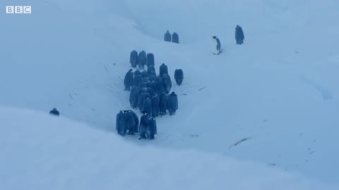 BBC crew rescues trapped Penguins