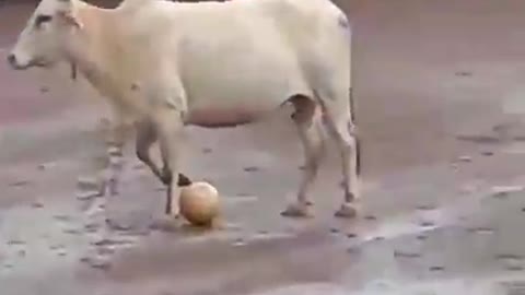 cow playing football😂😂