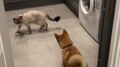 Shiba Inu overly excited to play with cat