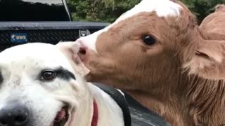A calf and dog are best friends