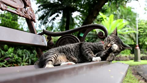 Cat cleaning itself on the park bench!