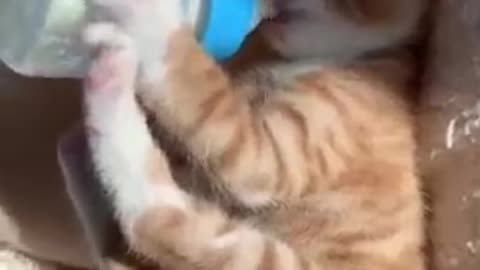 Funny cat drinking milk!! Video #97#shorts#cute#cat