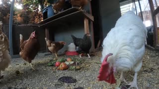 Backyard Chickens Early Morning Video Sounds Noises Hens Roosters!