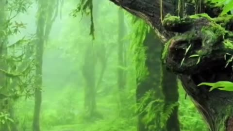 Amazing nature relaxing silence view | gorgeous green nature