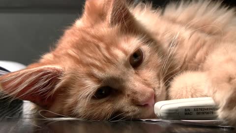 Adorable Cute Cat Falling Asleep In My Room Table