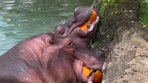Hungry hippos enjoy pumpkin treats