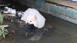 Fluffy Dog Not so White Anymore