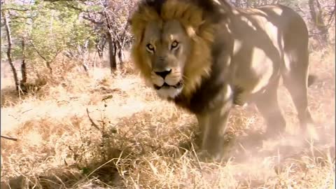 Amazing facts about lion. Wild Animal