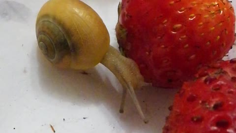 This lovely snail eating a strawberry. She's lovely.