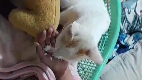 She Licked the curd and left the rice,Why do cats do this_🤣