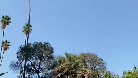 Man risk his life by cutting 100 foot palm tree