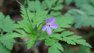 Herb-Robert