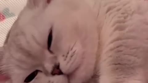 Adorable Cat Love: Heartwarming Kitten Embraces Puppy