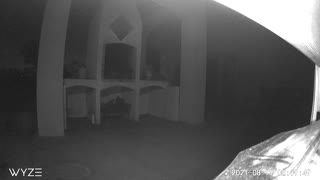 Security cam catches donkey chasing cat