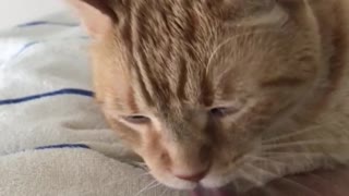 Tan cat laying in bed licking owners arm