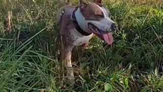 Amstaff Systers Floripa into the Wild