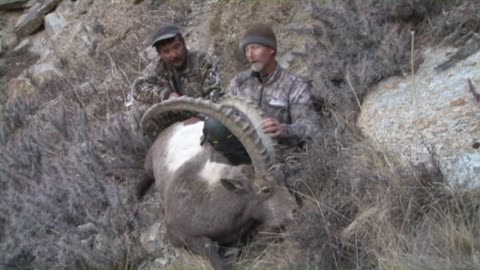 Huge Ibex Sheep at 400m!