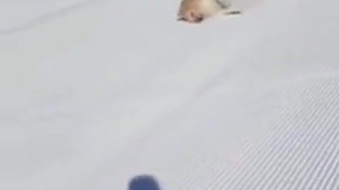 Playing snow dog skidding winter