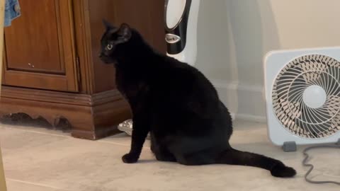 Adopting a Cat from a Shelter Vlog - Cute Precious Piper Guards the New Vacuum Cleaner