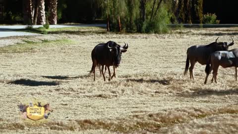 Wildlife World Zoo - Why Supporting Protect The Harvest Is So Important