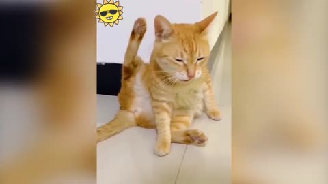 Funny Animals 2022 - Cute Dogs and Cats Doing Funny Things #7