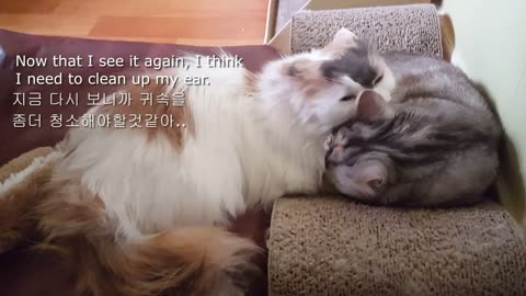 Cute Munchkin cats who groom each other's love. 서로에게 사랑의 그루밍을 해주는 귀여운 먼치킨 고양이들