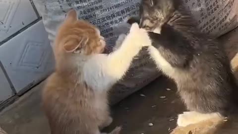 Cute Cat Quarrel 🥰😍