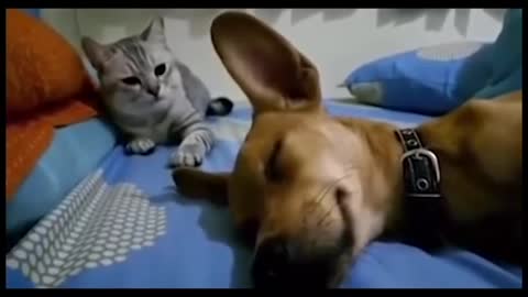 Funny Kitty Cat Slaps Sleeping Dog