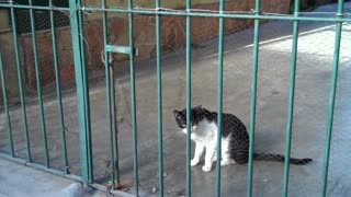 Interação entre cachorro e gato