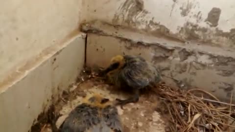 Pigeon babysqueakers doing SQUATS - Funny Must watch
