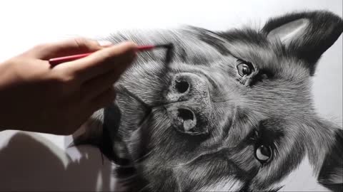 Realistic dog design