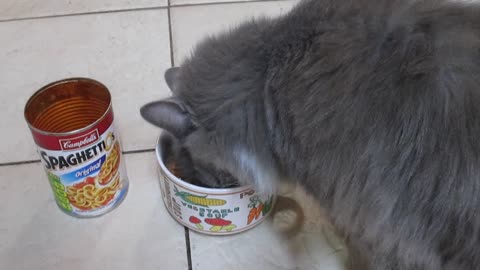 Cat recognizes different sounds for canned foods