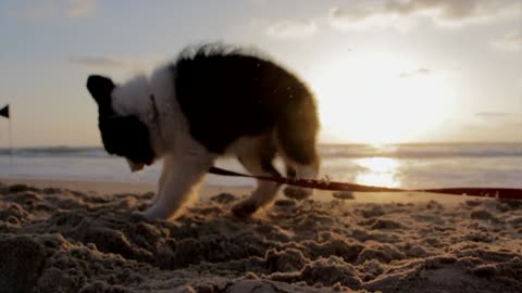 Puppy Dog Playful Beach Sand Play ru