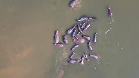 Hippos From Above In The Zambezi River