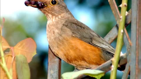 orange thrush