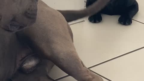 Puppy Thinks Tail is a Toy