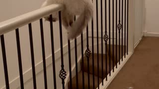 Silly Cat Balances on Stair Railing