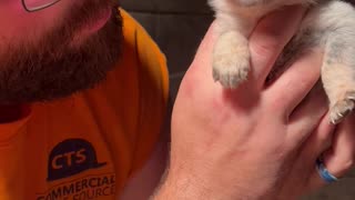 Feisty 3-Week-Old Heeler Puppy Has a Lot to Say