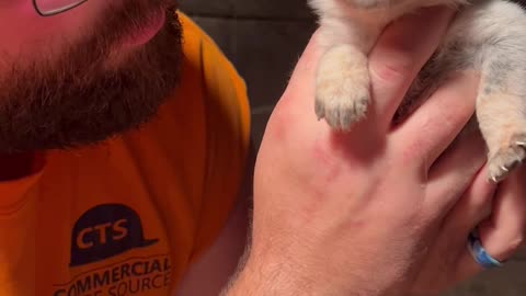 Feisty 3-Week-Old Heeler Puppy Has a Lot to Say