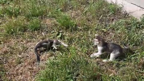 The World’s CUTEST Kittens. Kittens are very funny. Kittens are playing