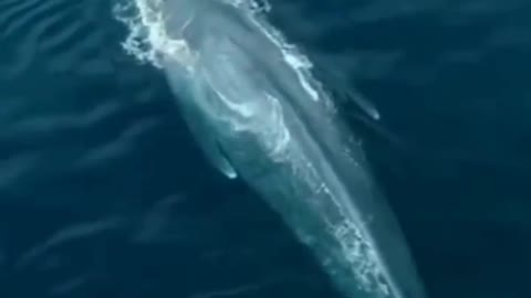 big fish caught in the sea are recorded by camera