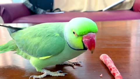 Funny Parrot Talking and Dancing - Funny Pet video - Cute Animalsp2